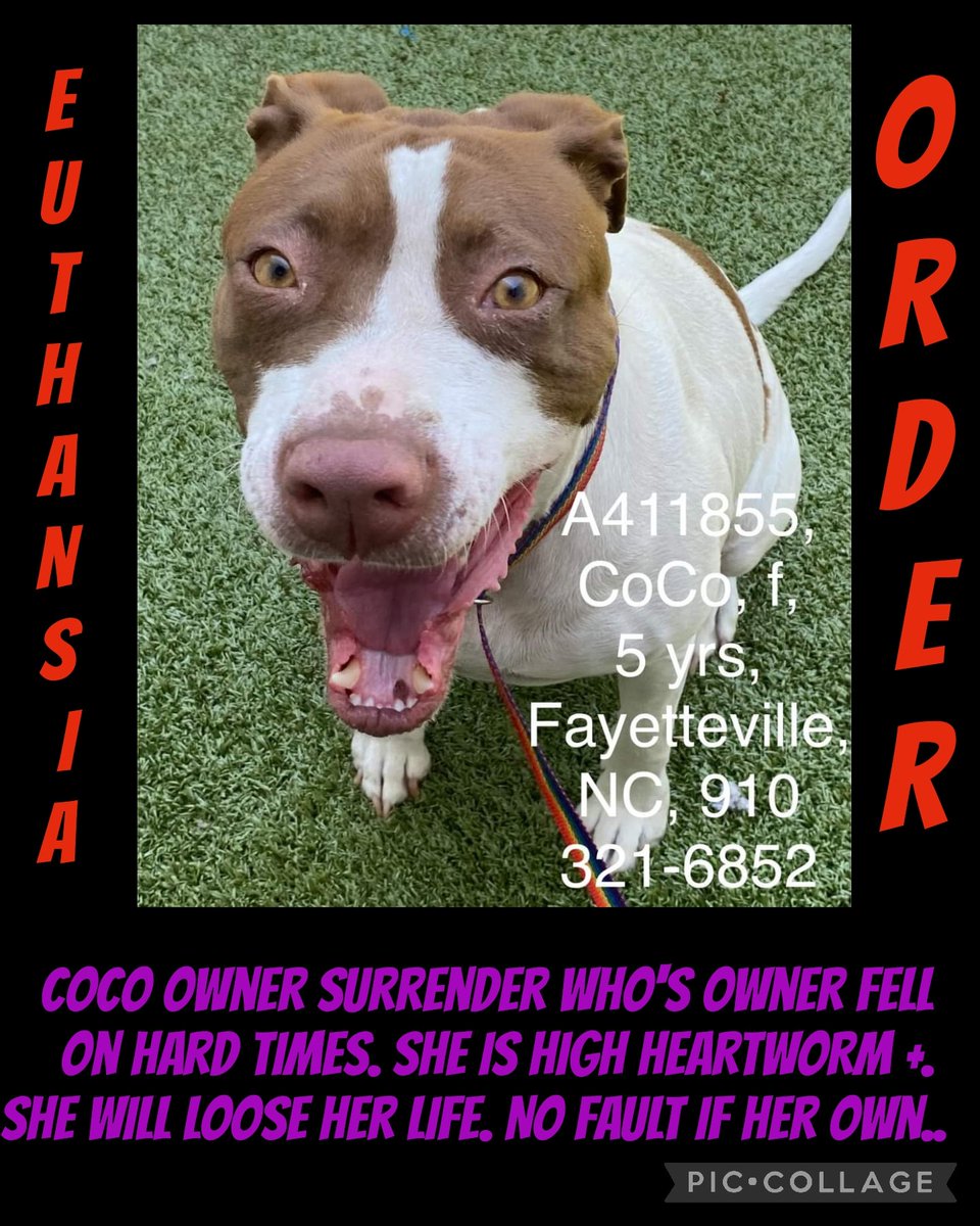 carawil17888192's tweet photo. Cumberland Cnty AS
NC
EU ORDER GIVEN
COCO owner surrender who's owner fell on hard times. SHE IS HIGH HEARTWORM +. She will loose her life. No fault if her own..
#A411855
58lb
#rescue #adopt #dogs #deathrowdogs #deathrow #codered
#pitbull #puppies #pledfe #retweet https://t.co/pNFdj6Yi5G