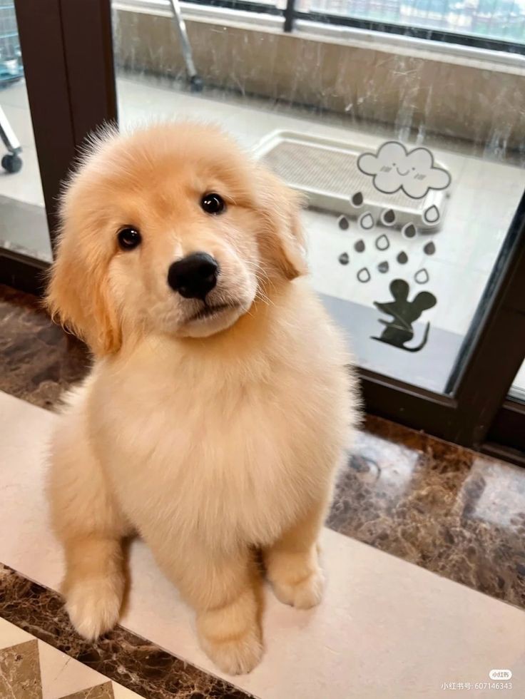Doglover (@puppiesdoglover) on Twitter photo 