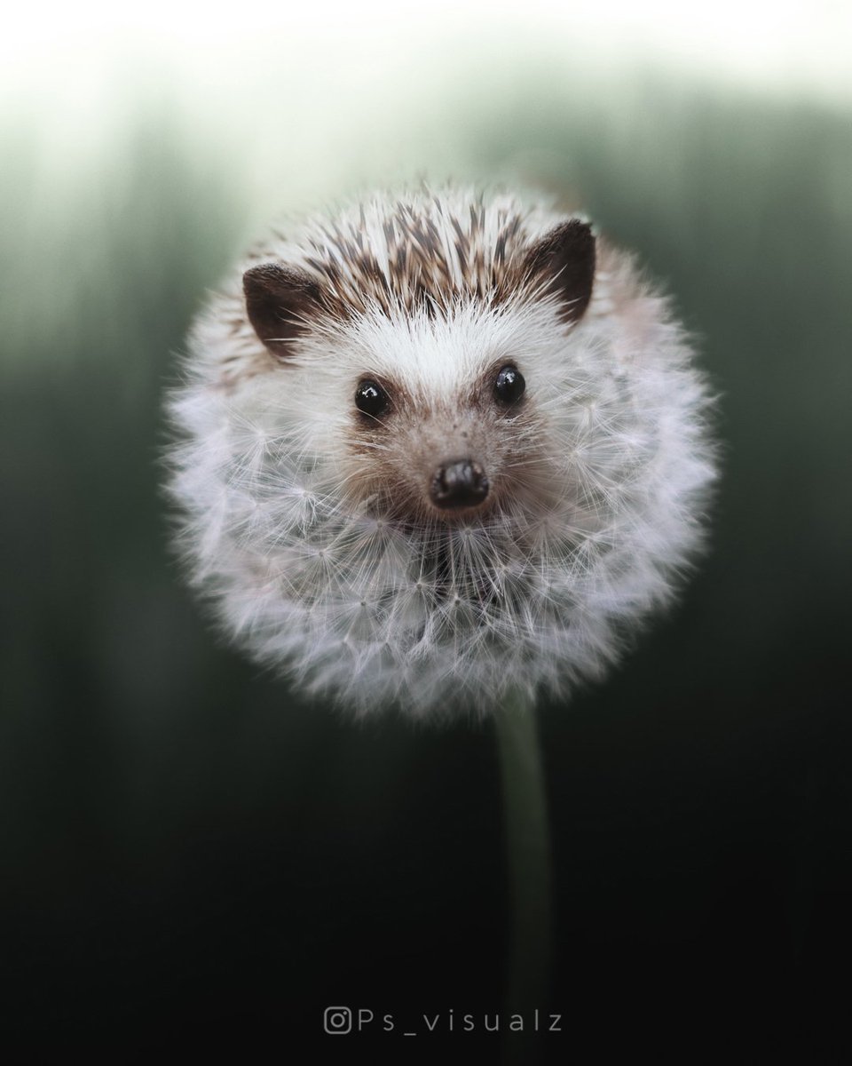 ps_visualz's tweet image. Gm