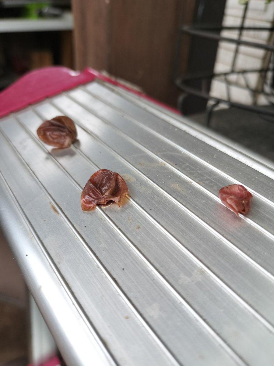 world_diyer's tweet photo. ショックです😭
🍇色も変わり始め、そろそろ食べられるかな～と楽しみにしていたのですが…
まるで人が食べたかのように皮だけが無数に残されてました😥
いったい犯人は誰なんでしょうか🧐

#デラウェア #家庭菜園 #ぶどう棚 #パーゴラ #ウッドデッキ https://t.co/aSRGynokTa