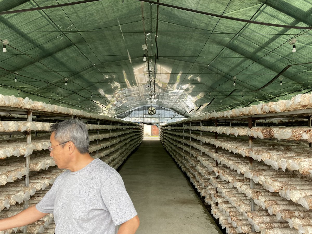 InuiTomoaki's tweet photo. 日本で一番大きい有機JAS認定の椎茸、キクラゲ栽培工場に訪問。
岐阜の山奥で、密室でないオープンな工場でオーガニックを実践する技術、それをマスプロフダクションにする経営が圧巻だった。現場はミャンマー人含むほぼ全員外国人。

日本に隠れた世界中で使えそうな技術。ワクワクが止まらない。 https://t.co/axq9n5LRtP