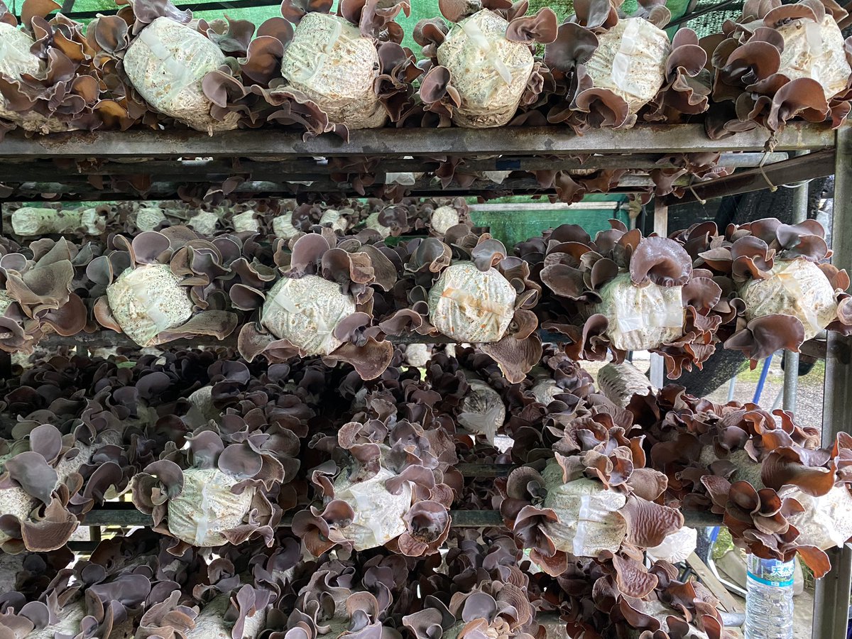 InuiTomoaki's tweet photo. 日本で一番大きい有機JAS認定の椎茸、キクラゲ栽培工場に訪問。
岐阜の山奥で、密室でないオープンな工場でオーガニックを実践する技術、それをマスプロフダクションにする経営が圧巻だった。現場はミャンマー人含むほぼ全員外国人。

日本に隠れた世界中で使えそうな技術。ワクワクが止まらない。 https://t.co/axq9n5LRtP