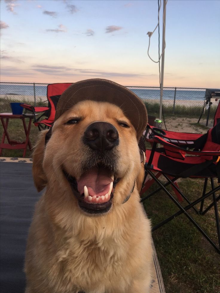 puppiesDoglover's tweet photo. https://t.co/ZdyshxNtxr