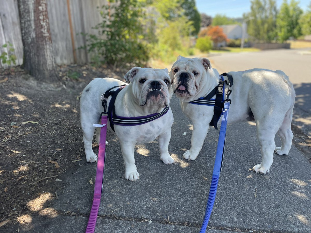 _TailsAndTrails's tweet photo. Georgie &amp; Audrey staying cool! 
#Beaverton https://t.co/KwdyBOGVkI