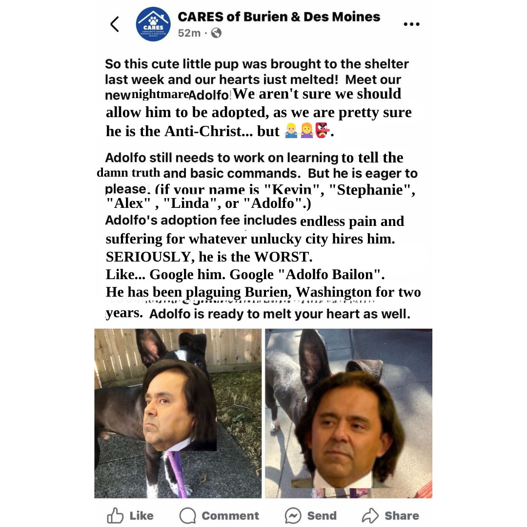 my partner, mouthpiece, and second city manager debra george wanted me to let you know about the newest little buddy up for adoption.