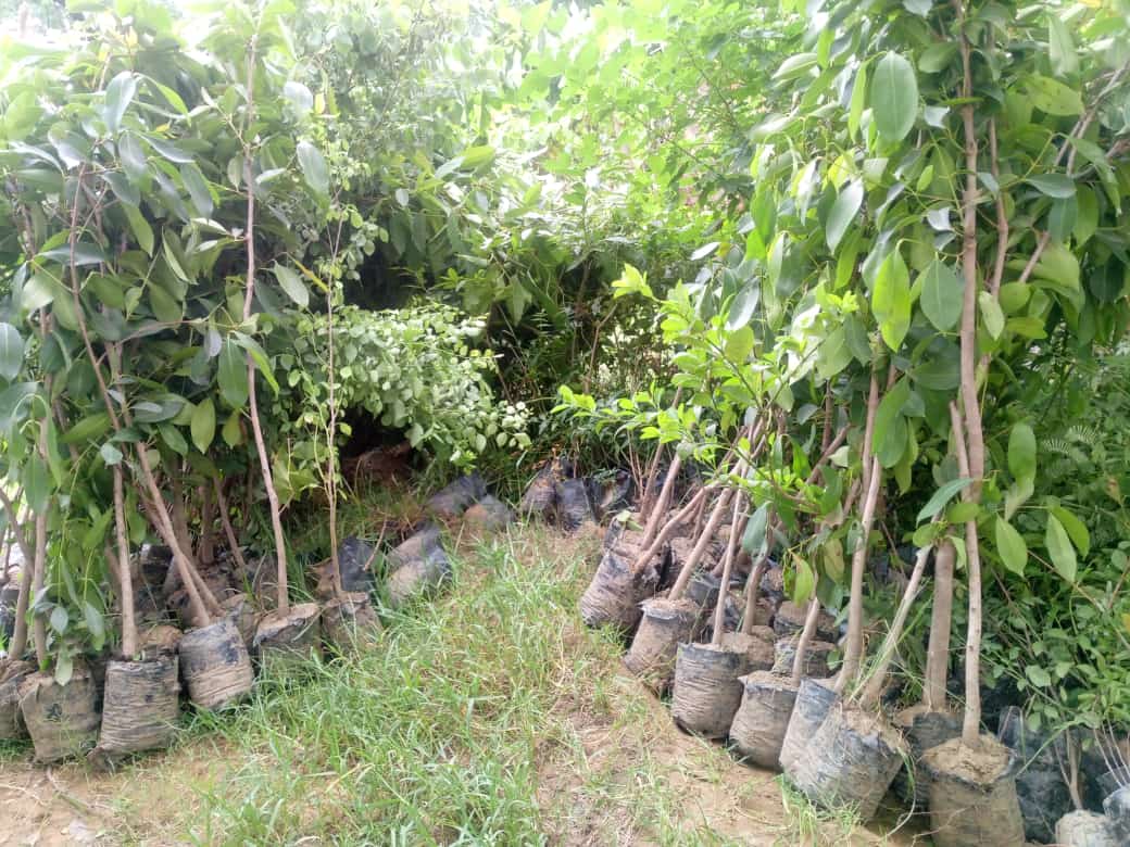 AanyaFoundation's tweet photo. #पेड़_लगाओ_जीवन_बचाओ_अभियान

@AanyaFoundation और @jansewangoindia  का संयुक्त अभियान

प्रत्येक वर्ष की भांति आप सभी के सहयोग से #फलदार व #छायादार पेड़ आ चुके हैं जिस किसी बंधु को भी पेड़ चाहिए वह ले जा सकता है यह सेवा बिल्कुल निशुल्क है । https://t.co/ffihaJIN71