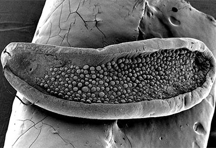 Zootaxa's tweet photo. Hippocrepis fuelleborni (#Digenea: Notocotylidae) from Argentina, morphological, molecular and phylogenetic studies
https://t.co/Lc0qxIkb7V
#Taxonomy https://t.co/NNQJvM526T
