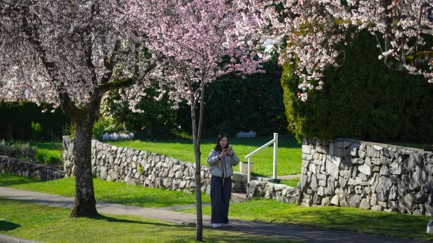 West_on_Welch's tweet image. Springtime magic in Metro Vancouver!  Tourists and locals flock to capture the perfect cherry blossom shot. Join the #VancouverCherryBlossomFestival from April 1-23!  #CherryBlossoms #VancouverSpring cbc.ca/news/canada/br…