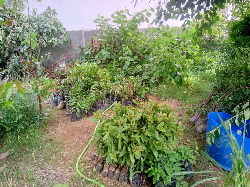 jansewangoindia's tweet photo. #पेड़_लगाओ_जीवन_बचाओ_अभियान

@jansewangoindia औरका @aanyafoundation संयुक्त अभियान

प्रत्येक वर्ष की भांति आप सभी के सहयोग से #फलदार व #छायादार पेड़ आ चुके हैं जिस किसी बंधु को भी पेड़ चाहिए वह ले जा सकता है यह सेवा बिल्कुल निशुल्क है । https://t.co/ooBk32fTPz