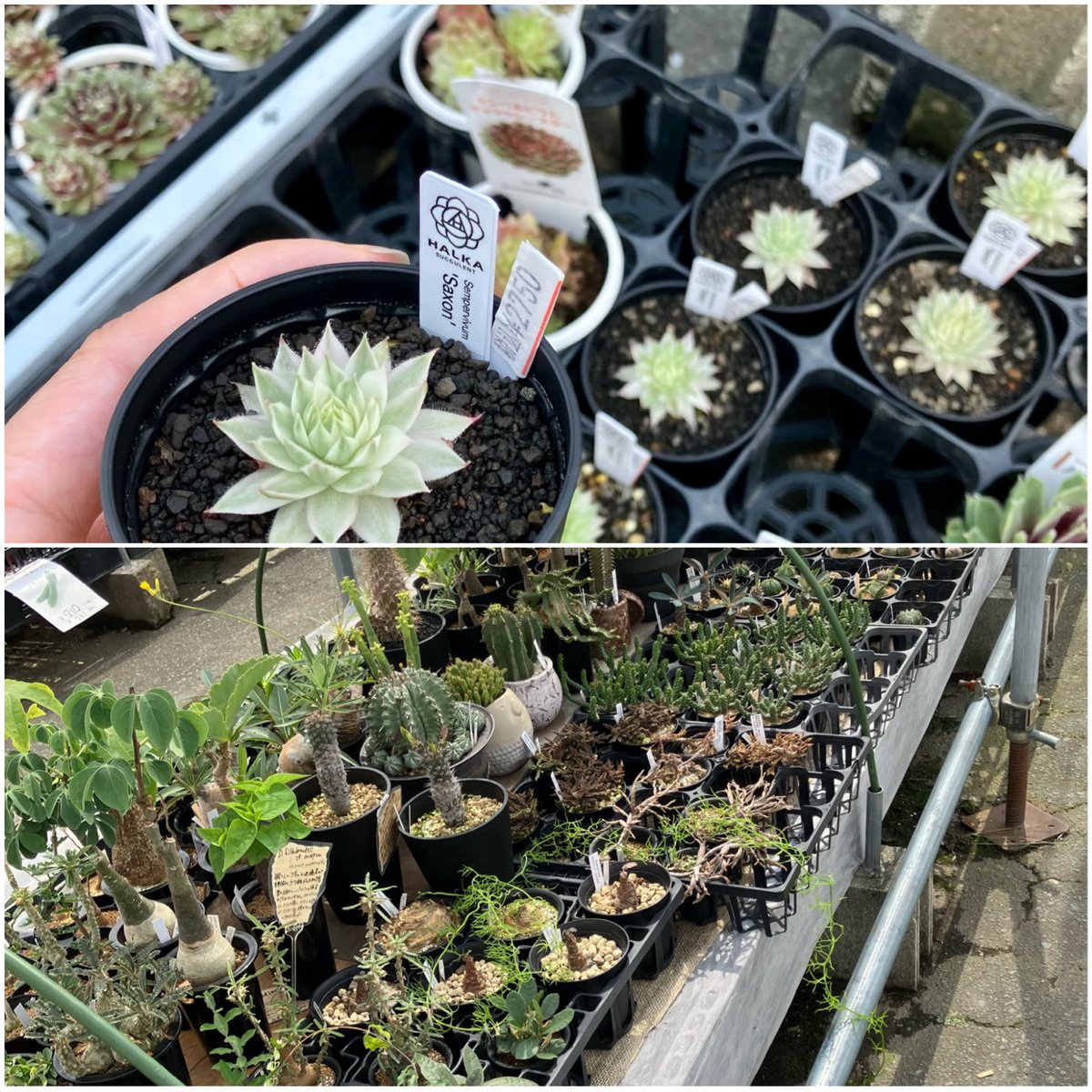 センペルビウム