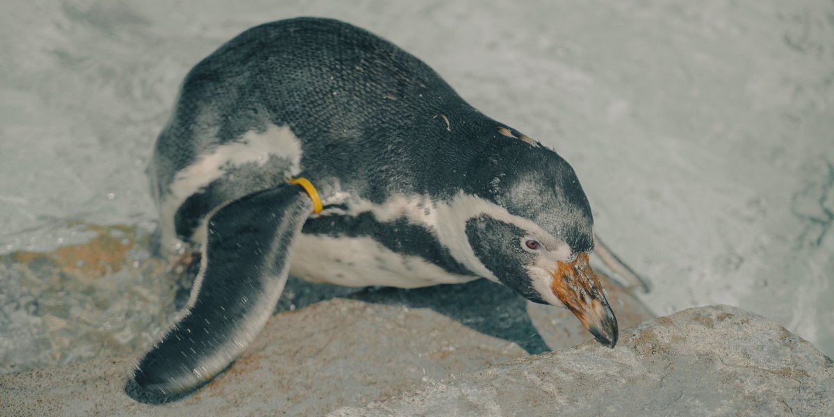 Kzh1ra's tweet photo. 久々に写活
動物園
#sonya7c #cinematic #sony24105g https://t.co/YB89gb6fnz