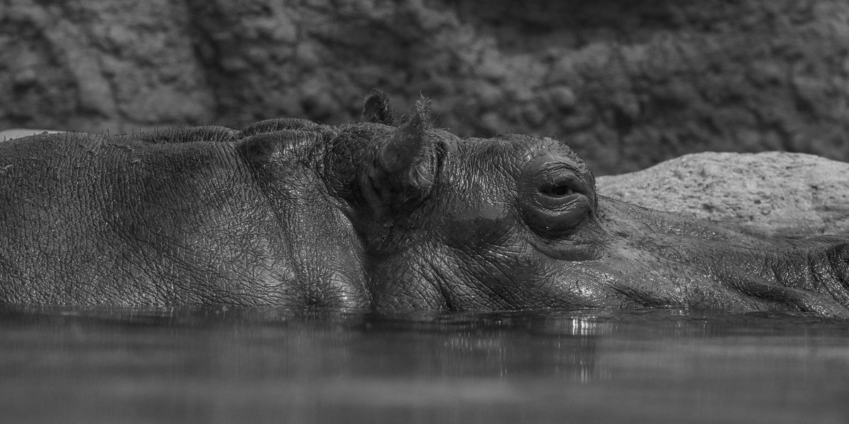Kzh1ra's tweet photo. 久々に写活
動物園
#sonya7c #cinematic #sony24105g https://t.co/YB89gb6fnz