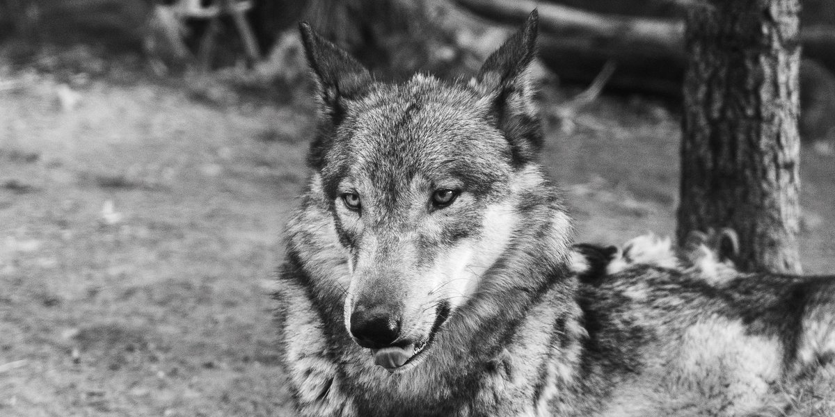 Kzh1ra's tweet photo. 久々に写活
動物園
#sonya7c #cinematic #sony24105g https://t.co/YB89gb6fnz
