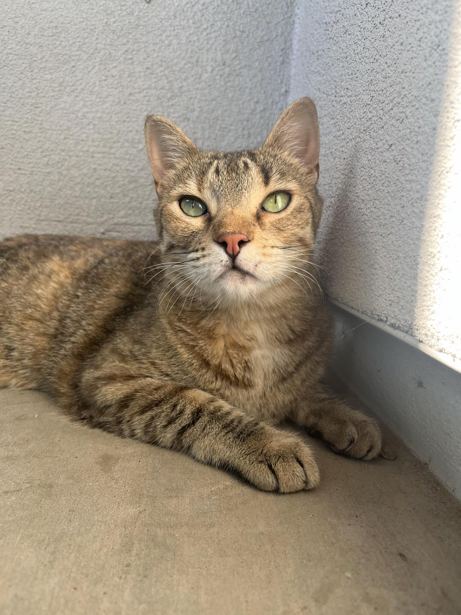 WishesRescue's tweet photo. We are absolutely delighted to announce that we were one of the grant recipients from the #OpenArmsChallenge! Every dollar goes towards helping MORE cats! https://t.co/S01P9smPQd