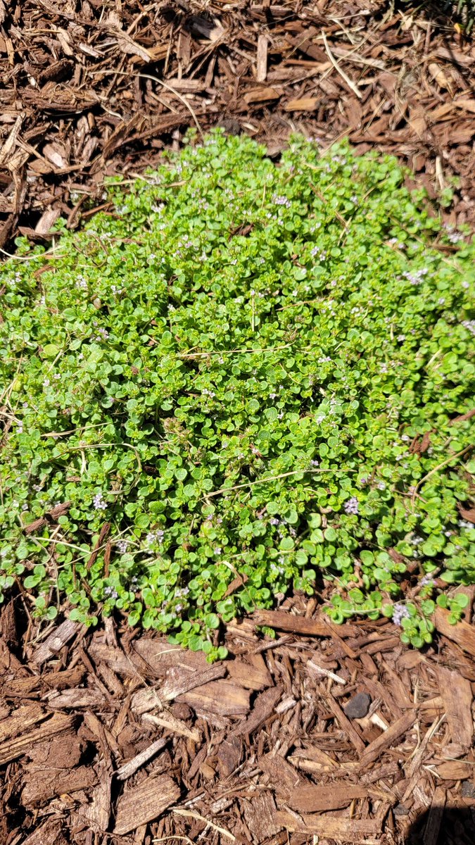 john3edwards's tweet image. The mint ground cover has some tiny purple flowers blooming. 

#TinyNature