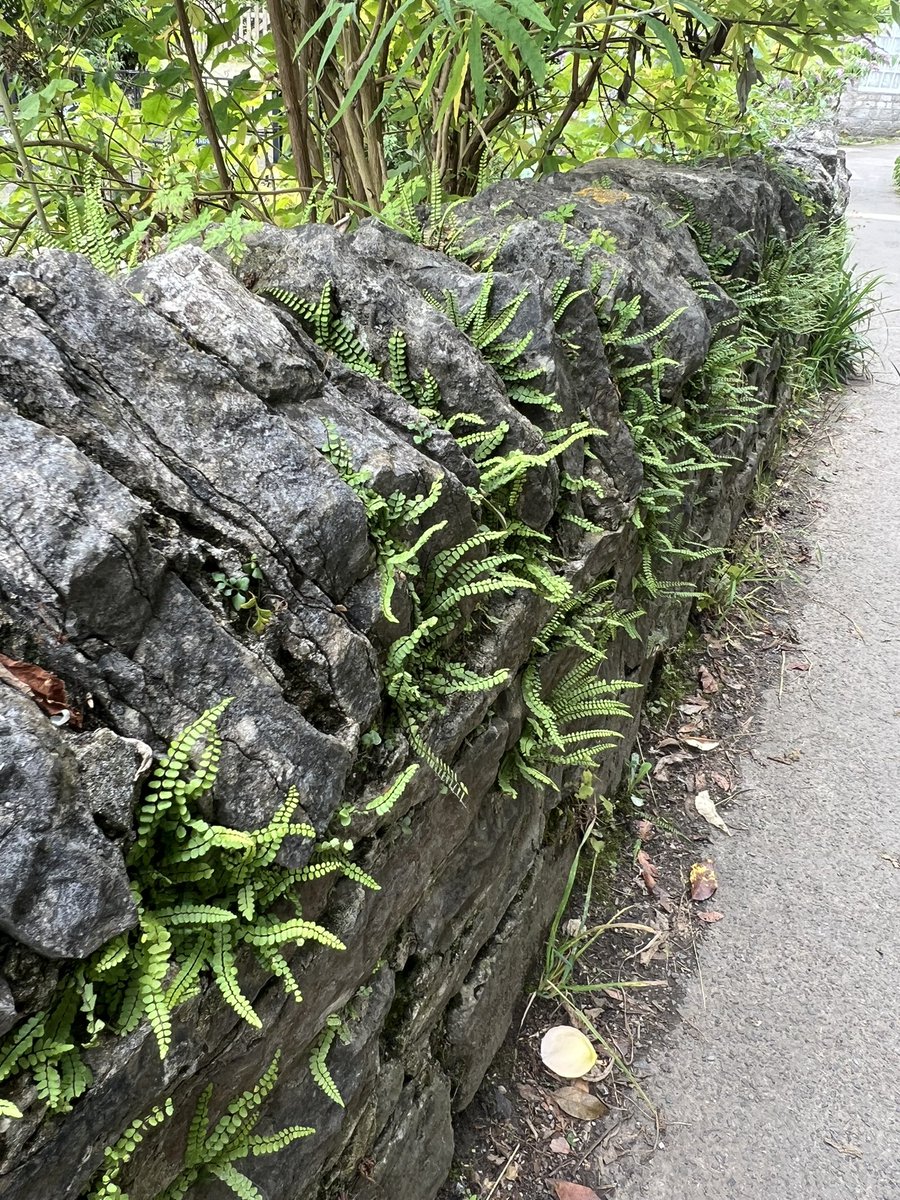 Nature ….. #castleton