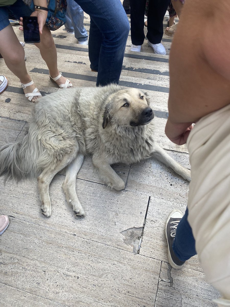 aylinbendiss's tweet photo. “Zevk ve acıyı, mutluluğu ve ızdırabı hissetme kabiliyetleri esas alındığında, insanlarla hayvanlar arasında bir fark yoktur.” Charles Darwin

#yasayıgeriçek https://t.co/0Lb6XHjtuF