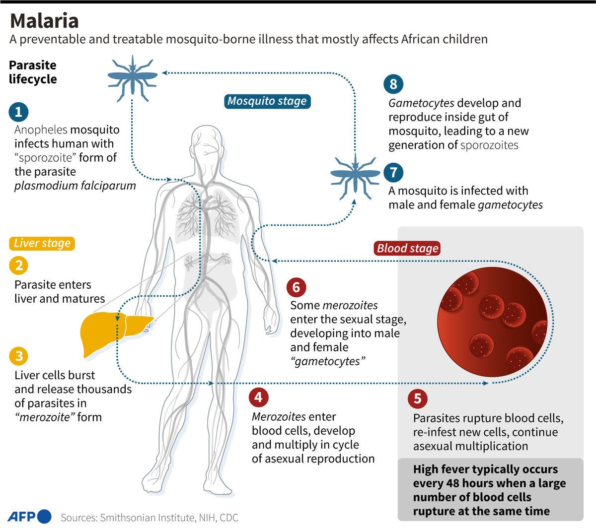AFP's tweet photo. Malaria.
#AFPGraphics on the life-cycle of the parasite that causes malaria. In 2022, malaria caused more than 600,000 deaths worldwide -- 95 percent of them in Africa and 80 percent of them in children under the age of five, according to the WHO https://t.co/Wu6ZIRgEBg