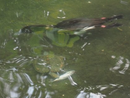 kyotoshidoubut1's tweet photo. 夏場に水禽舎で過ごしているイシガメですが、キンクロハジロとアジを取り合う様子を観察できました。
最終的にはイシガメが食べていました。
#京都市動物園 #kyotocityzoo #イシガメ #キンクロハジロ #アジ #争奪 #水禽舎 #PondTurtle #Tuftedduck #horsemackerel #competing #WaterfowlHouse https://t.co/Awxv0NHzLQ