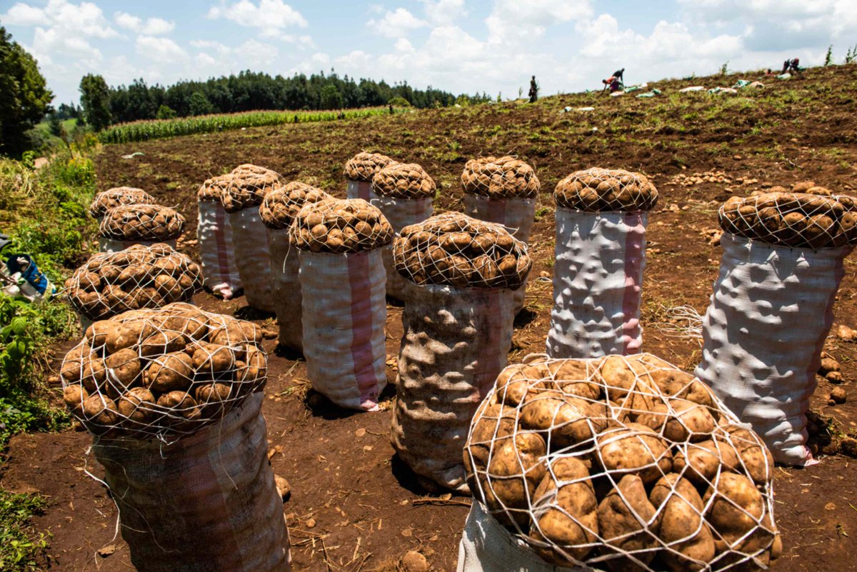 TAGDevEgerton's tweet photo. Production  of potato starts with high-quality seed, ensuring healthier crops and greater yields. Join @TAGDev in promoting sustainable and profitable potato farming! Share your stories and successes with us #SeedPotatoValueChain #Agriculture #Farming #SeedPotato #Sustainability https://t.co/GEc8px0NU5