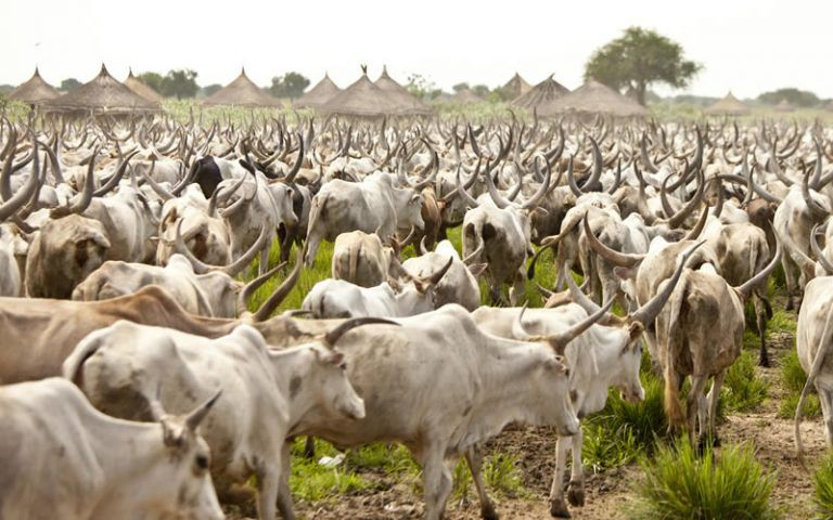 GengreenYic's tweet photo. Overgrazing Is A silent climate crisis 🤫

Livestock eating up our planet faster than it can recover leads to:
Soil erosion 🏜️
Desertification 🌎
Methane emissions 💨

We need to:
Adopt sustainable grazing practices 🌱
Restore our land 🌳
Explore alternative livelihoods 💼 https://t.co/LmMwHJrTlg