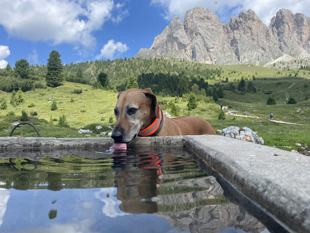 M_Hofmann83's tweet photo. Guten Morgen zusammen! Gestern habe ich wilden Edelweiß gefunden! Was für eine schöne Gegend für Wanderfreunde! #Südtirol #ColRaiser https://t.co/CTGq0b5ICa