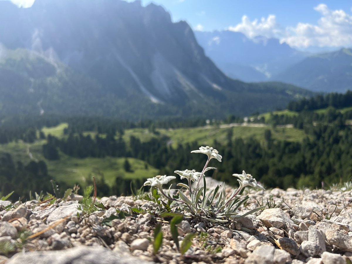 M_Hofmann83's tweet photo. Guten Morgen zusammen! Gestern habe ich wilden Edelweiß gefunden! Was für eine schöne Gegend für Wanderfreunde! #Südtirol #ColRaiser https://t.co/CTGq0b5ICa