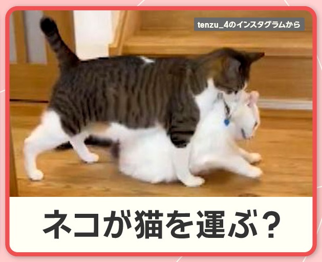7/16放送「運搬するネコ」 じゃれて遊ぶネコちゃん🐈 白いネコちゃんの