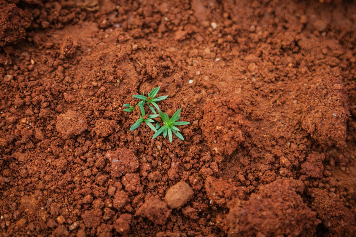 alberto_orgiazzi (@lultimoalbero) on Twitter photo Do you know that Europe is working to become the first-ever continent having a legislative framework to protect soils and their life🇪🇺🤎🍄?
How will that happen? 
A summary 🧵on what we have on the table so far. Do you know that Europe is working to become the first-ever continent having a legislative framework to protect soils and their life🇪🇺🤎🍄?
How will that happen? 
A summary 🧵on what we have on the table so far.