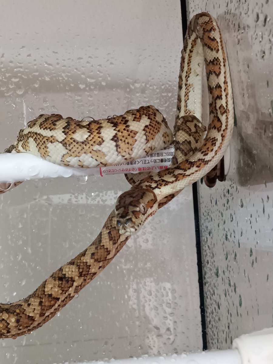 martial_snake's tweet photo. #世界ヘビの日　#WorldSnakeDay
#カーペットパイソン　#セントラルパイソン　#Morelia 　  
#Moreliaspilota   #Moreliabredli
#carpetpython　#Centralianpython

今日は世界蛇の日。
どれも最新のじゃないけど家のカーペットパイソン達からご覧あそばせ。 https://t.co/zRYrxPicS3
