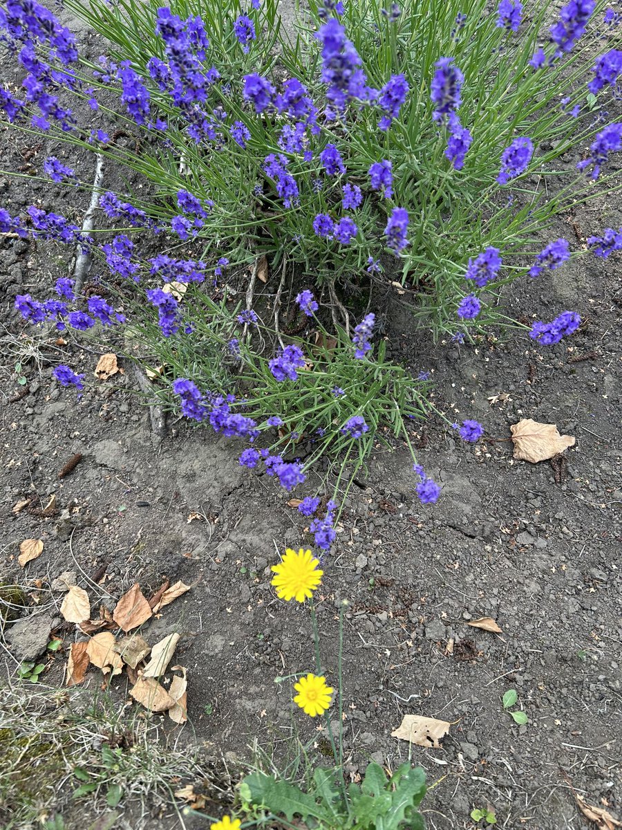 Лаванда и одуванчик