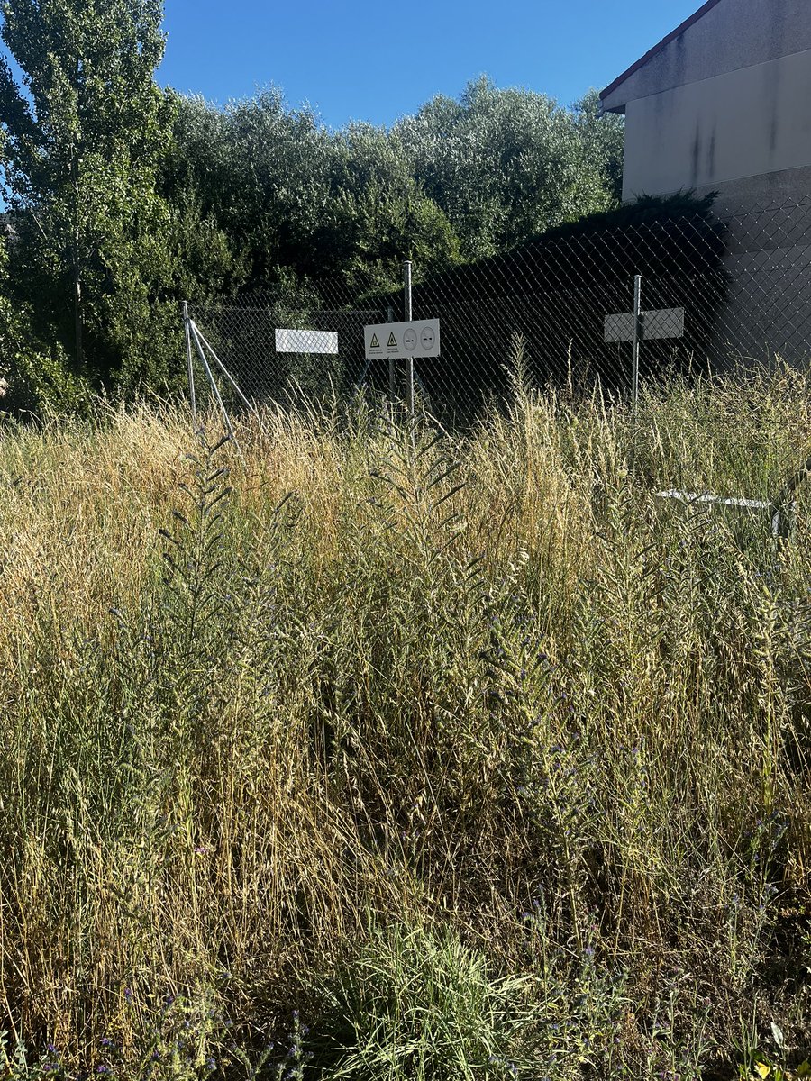 Hernando tweet media