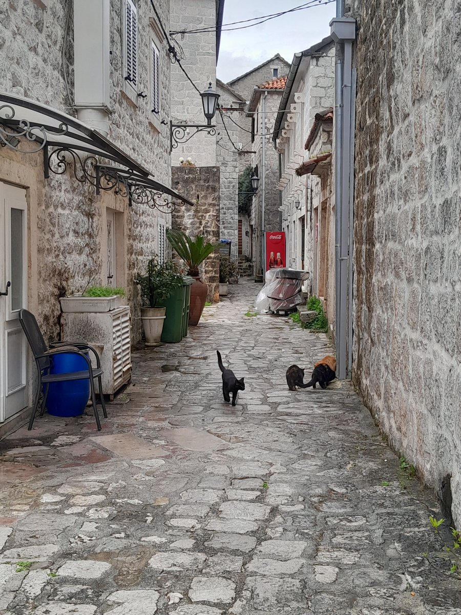 Katliami isteyen yalan da soyler iftira da atar, o kirli bir ruhtur cunku.. Avrupa sokaklarinda sahipsiz hayvan yok oyle mi, buyrun medeni, vicdanli insanlarin oldugu Avrupa ulkesi, sehirlerinden kareler #montenegro #kotor 
#budva #perast

#SOKAKHAYVANLARISAHİPSİZDEĞİL biz variz