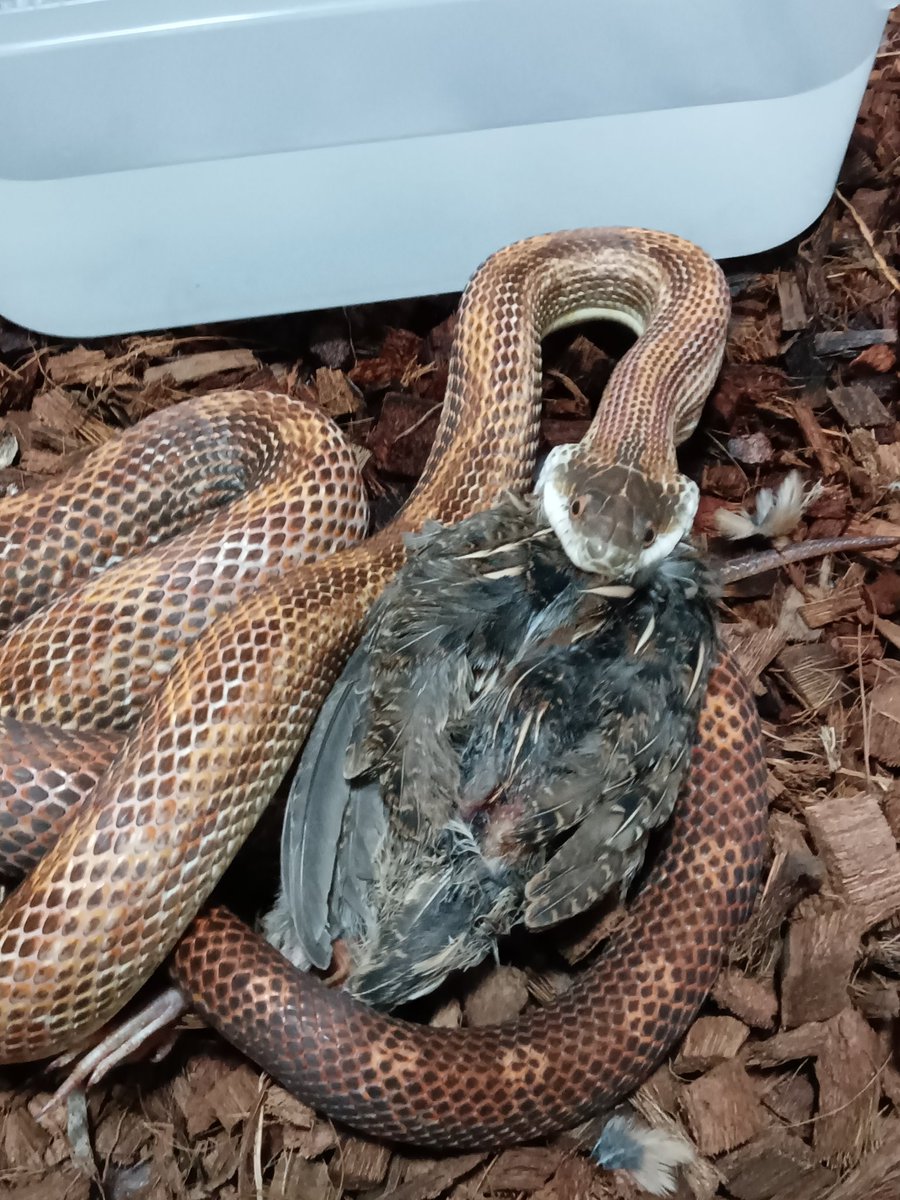 martial_snake's tweet photo. #世界ヘビの日 #WorldSnakeDay
#アオダイショウ　#ブラックラットスネーク　#ミズコブラドキ　　#Elapheclimacophora　　　#Pantherophisobsoletus
#Hydrodynastesgigas
全部じゃないけどナミヘビ組も https://t.co/rqQp7Dgr29