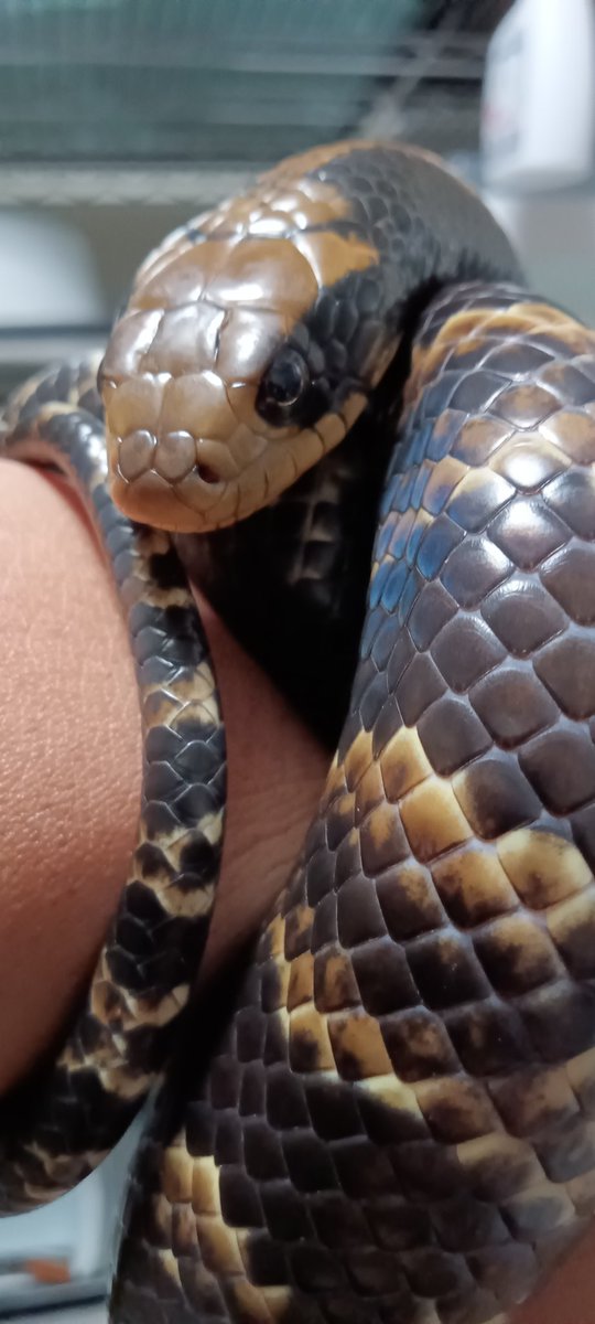 martial_snake's tweet photo. #世界ヘビの日 #WorldSnakeDay
#アオダイショウ　#ブラックラットスネーク　#ミズコブラドキ　　#Elapheclimacophora　　　#Pantherophisobsoletus
#Hydrodynastesgigas
全部じゃないけどナミヘビ組も https://t.co/rqQp7Dgr29