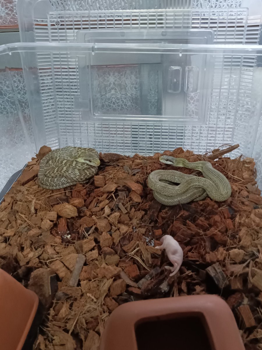 martial_snake's tweet photo. #世界ヘビの日 #WorldSnakeDay
#アオダイショウ　#ブラックラットスネーク　#ミズコブラドキ　　#Elapheclimacophora　　　#Pantherophisobsoletus
#Hydrodynastesgigas
全部じゃないけどナミヘビ組も https://t.co/rqQp7Dgr29