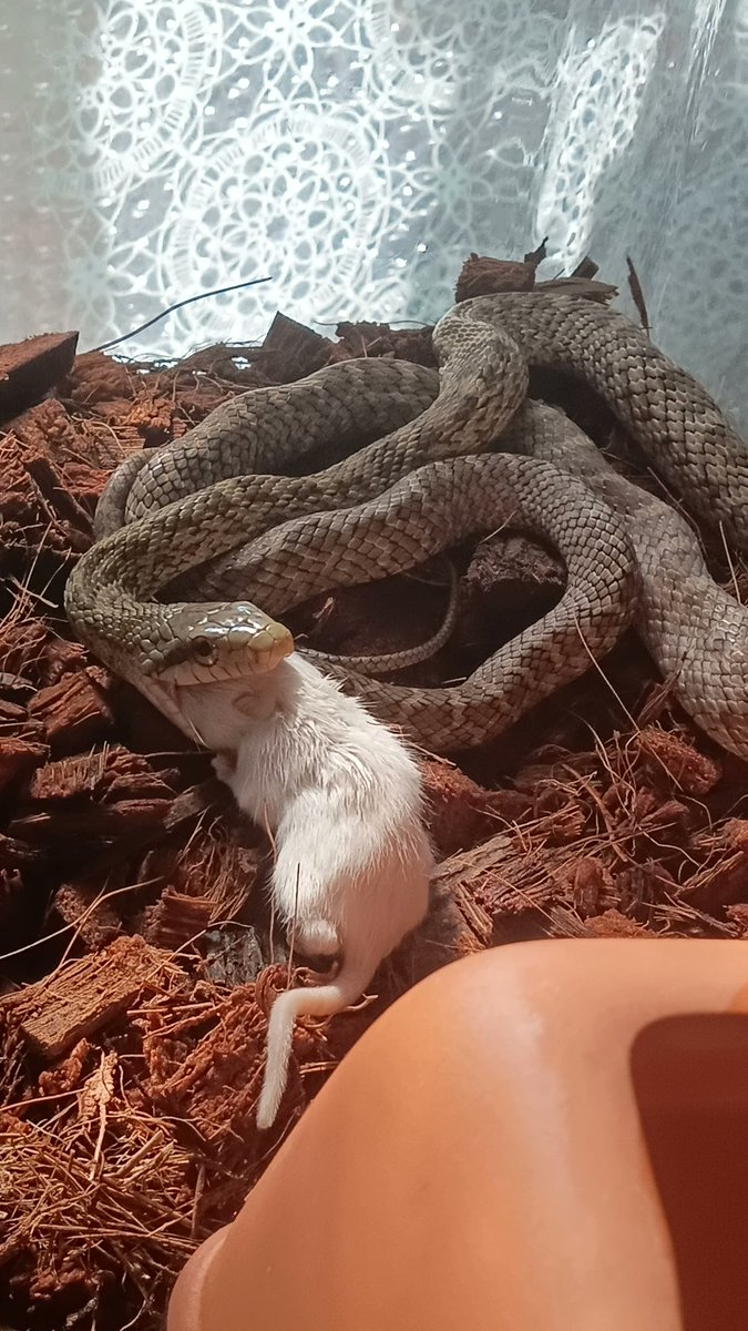 martial_snake's tweet photo. #世界ヘビの日 #WorldSnakeDay
#アオダイショウ　#ブラックラットスネーク　#ミズコブラドキ　　#Elapheclimacophora　　　#Pantherophisobsoletus
#Hydrodynastesgigas
全部じゃないけどナミヘビ組も https://t.co/rqQp7Dgr29
