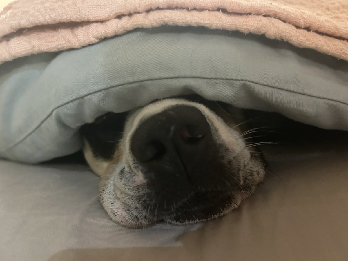 ChiefGinjaNinja's tweet image. Me too Harley, me too 🫣🧡🫶🏻 #rescue #hermanus #coldAf #windy #dontwanna