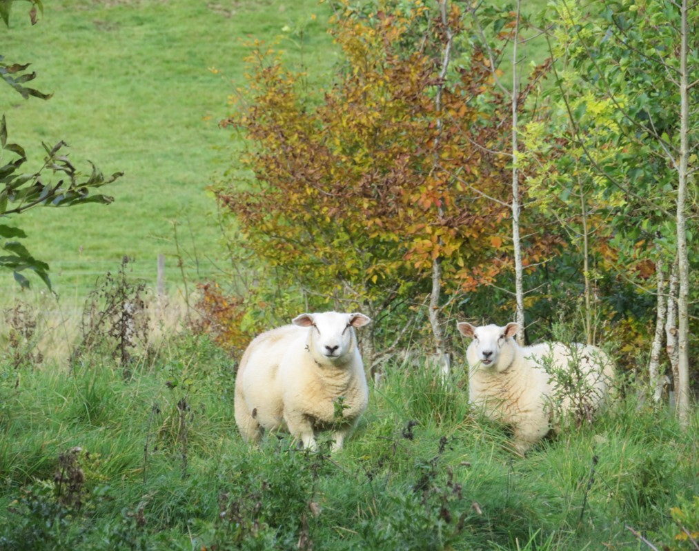 SoilAssocScot's tweet photo. We're running FREE #Agroforesry Design clinics at #GOFalkland! 🌳👨‍🌾
Book a FREE 1-to-1 session with one of our @SoilAssociation farming advisors OR @scotforestry @WoodlandTrust @WTScotsocial 
👇
https://t.co/KxiqGdqE3K https://t.co/AHsXpItvTf