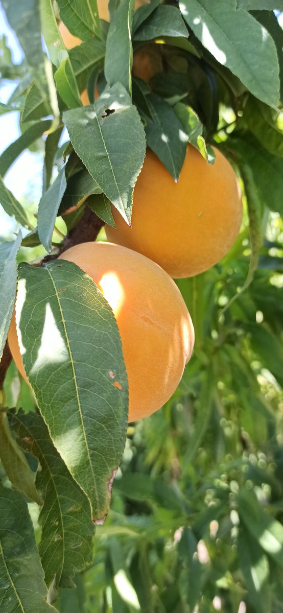 redfaragon's tweet photo. Disponible el informe sobre el estado de los cultivos #frutales 🍎🍐🍑
https://t.co/rKXYuWV3VU https://t.co/Jc9Qr9wKCE