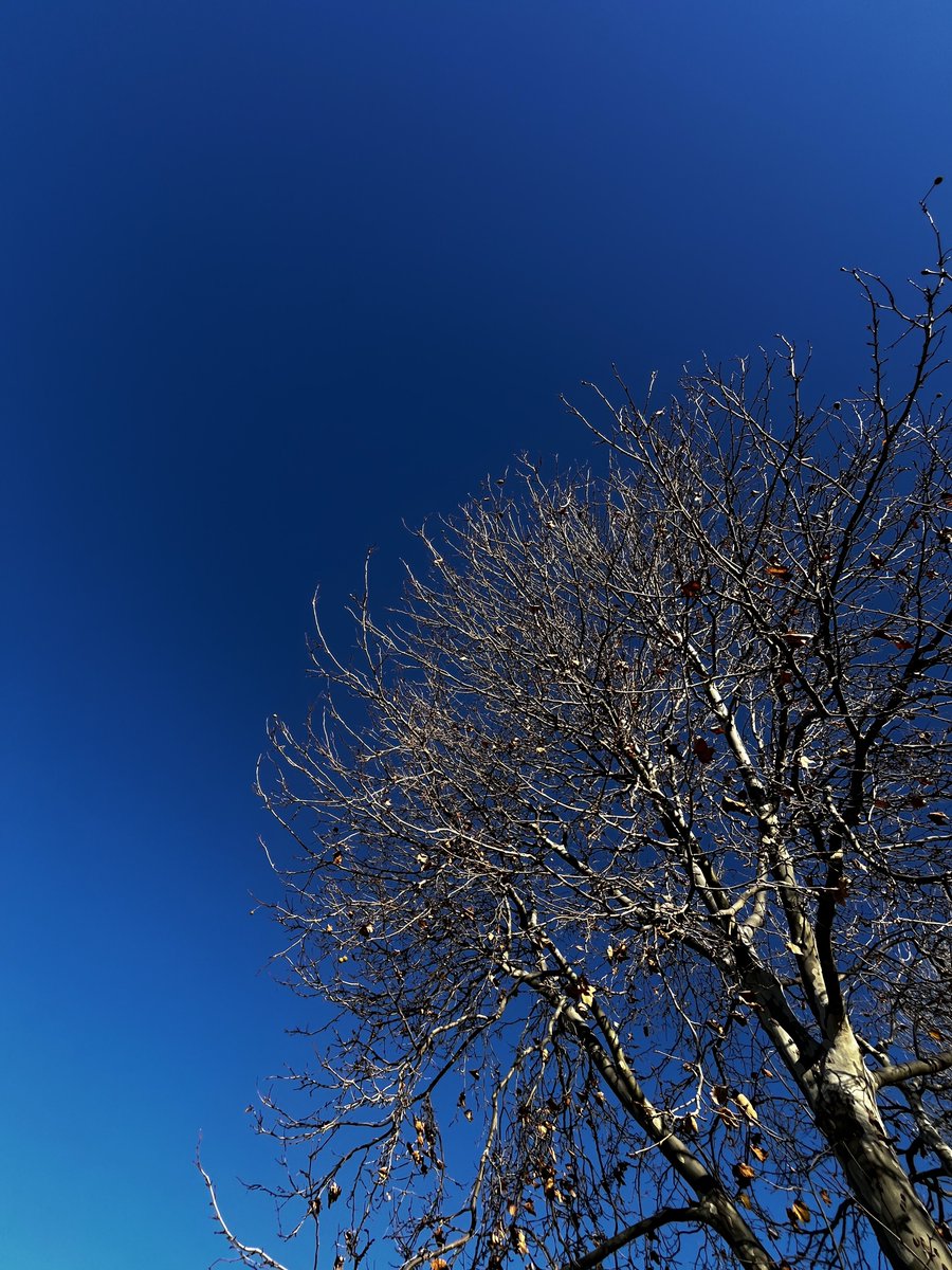 Mic Fels 🇦🇺 tweet media