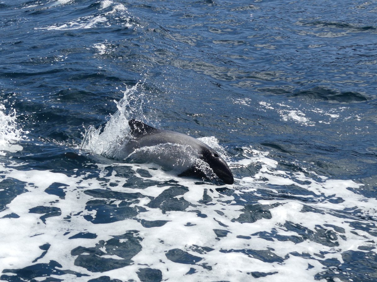 TAAFofficiel's tweet photo. #JournéeMondialeDesDauphins : Focus sur le dauphin de Commerson à Kerguelen, unique en son genre dans l'océan Indien. Espèce rare, il est aujourd'hui particulièrement menacé ! https://t.co/zKf1pDrsDS