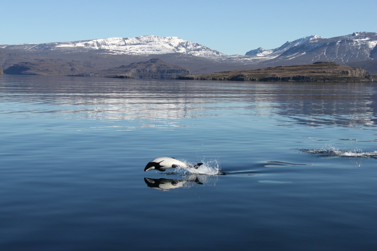 TAAFofficiel's tweet photo. #JournéeMondialeDesDauphins : Focus sur le dauphin de Commerson à Kerguelen, unique en son genre dans l'océan Indien. Espèce rare, il est aujourd'hui particulièrement menacé ! https://t.co/zKf1pDrsDS