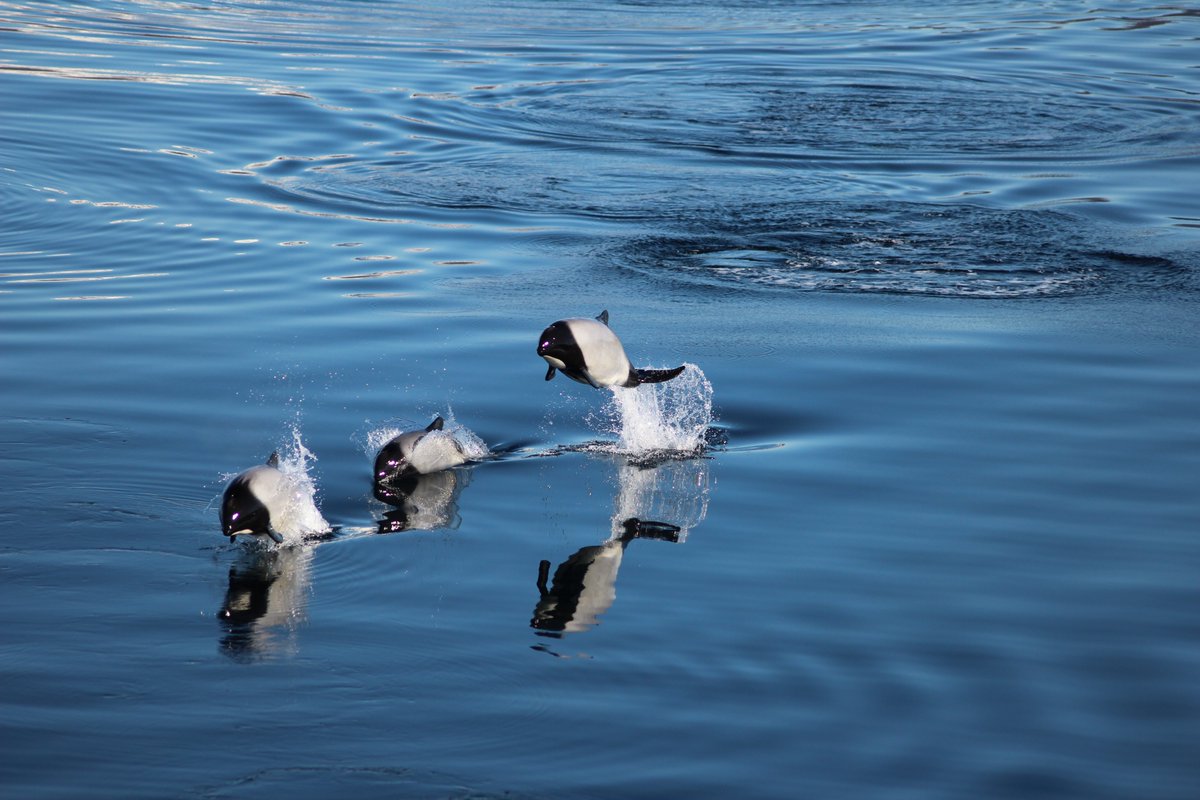 TAAFofficiel's tweet photo. #JournéeMondialeDesDauphins : Focus sur le dauphin de Commerson à Kerguelen, unique en son genre dans l'océan Indien. Espèce rare, il est aujourd'hui particulièrement menacé ! https://t.co/zKf1pDrsDS