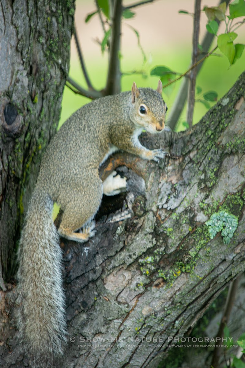 For Evening: "Cute, or Not Cute?" tinyurl.com/4hfwwkcb #Missouri #nature_photography #squirrel