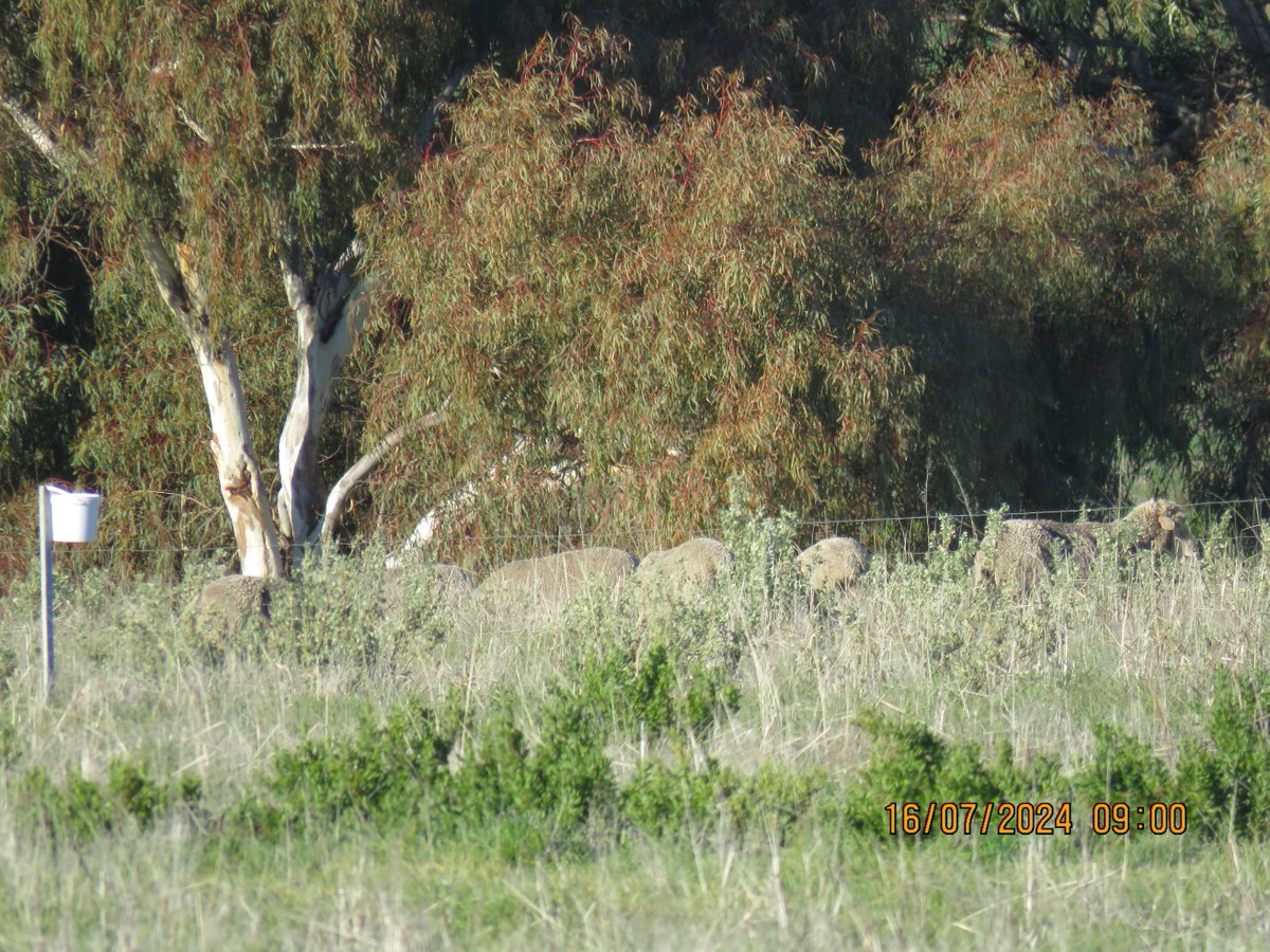 Dr Lea Labeur (@lealabeur) on Twitter photo Lambing is in full swing for the Shrub Design and Management trial! Do ewes use shrubs during lambing and how? Do they favour a design? Does it impact lamb survival?
One thing for sure they like playing hide and seek😅
<a href="/shade_shelterAU/">Shade & Shelter research project</a> <a href="/IOA_UWA/">The UWA Institute of Agriculture</a> <a href="/MUniResearch/">Murdoch University Research</a> Lambing is in full swing for the Shrub Design and Management trial! Do ewes use shrubs during lambing and how? Do they favour a design? Does it impact lamb survival?
One thing for sure they like playing hide and seek😅
<a href="/shade_shelterAU/">Shade & Shelter research project</a> <a href="/IOA_UWA/">The UWA Institute of Agriculture</a> <a href="/MUniResearch/">Murdoch University Research</a>