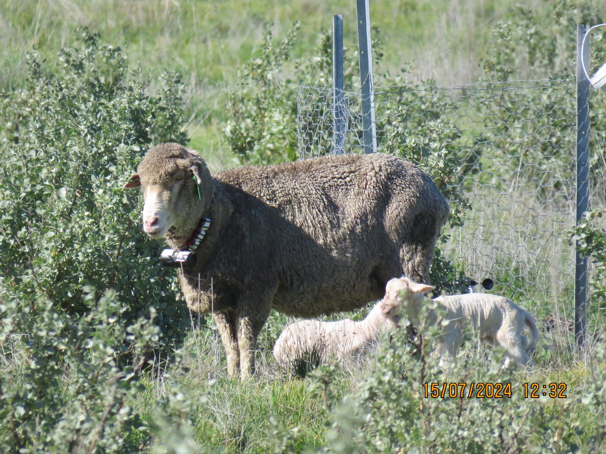 Dr Lea Labeur (@lealabeur) on Twitter photo Isn't a lamb height weather station the best spot to lamb next to 😂?
At least we know they're not bothered by our tech which is always something we take into consideration.
<a href="/shade_shelterAU/">Shade & Shelter research project</a> <a href="/IOA_UWA/">The UWA Institute of Agriculture</a> <a href="/MUniResearch/">Murdoch University Research</a> Isn't a lamb height weather station the best spot to lamb next to 😂?
At least we know they're not bothered by our tech which is always something we take into consideration.
<a href="/shade_shelterAU/">Shade & Shelter research project</a> <a href="/IOA_UWA/">The UWA Institute of Agriculture</a> <a href="/MUniResearch/">Murdoch University Research</a>