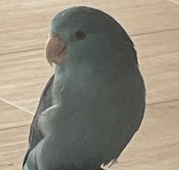 gaku10033's tweet photo. 大阪東淀川区井高野周辺で
マメルリハが逃げてしまいました！

些細な情報でも構いません！
見つけたらご連絡頂きたいです！

よろしくお願い申し上げます🙇‍♂️

#拡散希望　#迷いインコ　#迷子インコ　#迷い鳥　#大阪　#東淀川区　#井高野　#北江口 #南江口　#上新庄　#摂津 https://t.co/APCox2GW4c