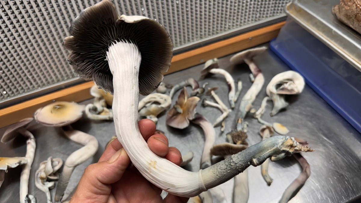 Hello everybody. Happy #MushroomMonday . I hope everyone is doing well and all happy, healthy and safe and all have enough food to eat.🙏 Wishing you all the very best of days. Been busy doing #mushroom stuff. I know, I know, you’re so surprised. Just wanted to say your