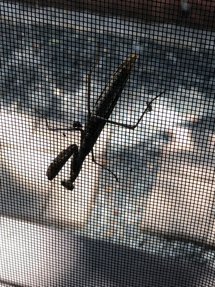 drew_mackey's tweet photo. @KNeferhetep Yes! I had a feeling this was a sign. I thought it was telling me to pray. I pray for guidance every day. https://t.co/2weyKNwIKb